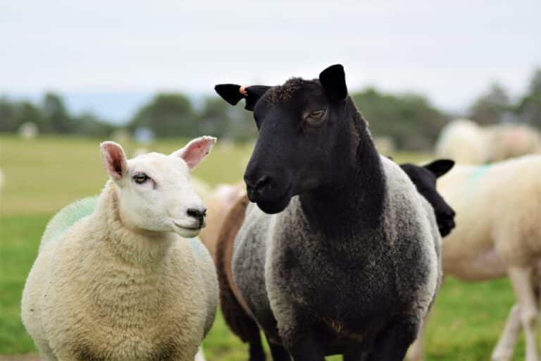 Planning Your Estate Around a "Black Sheep" Beneficiary